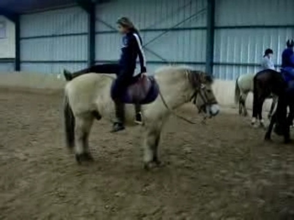 Fuego mon poney fjord morvègien , un adorable petit cheval