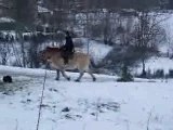 Fuego mon poney fjord , mon cheval au galop sur la neige !