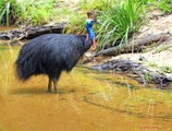 Top 10 Amazing Flightless Birds In The World