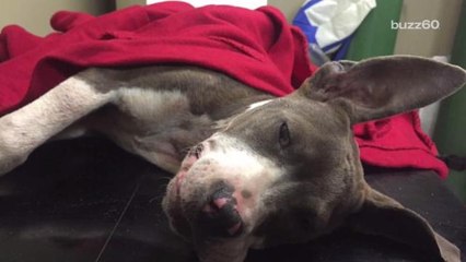 Puppy Nearly Euthanized Given Second Chance at Life