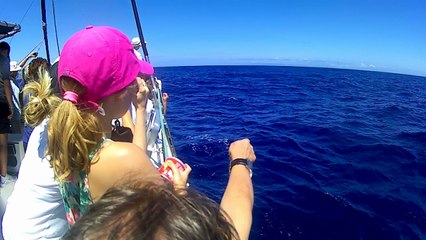 madeira dolphins