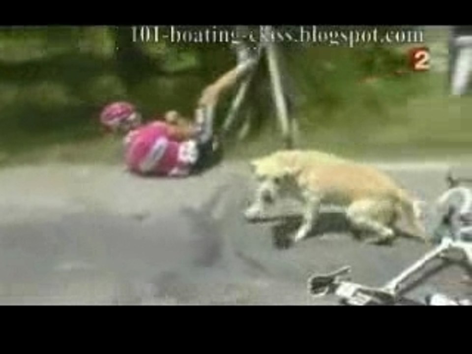 Cyclist Hits a Carefree Dog During the Tour de France