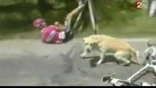 Cyclist Hits a Carefree Dog During the Tour de France