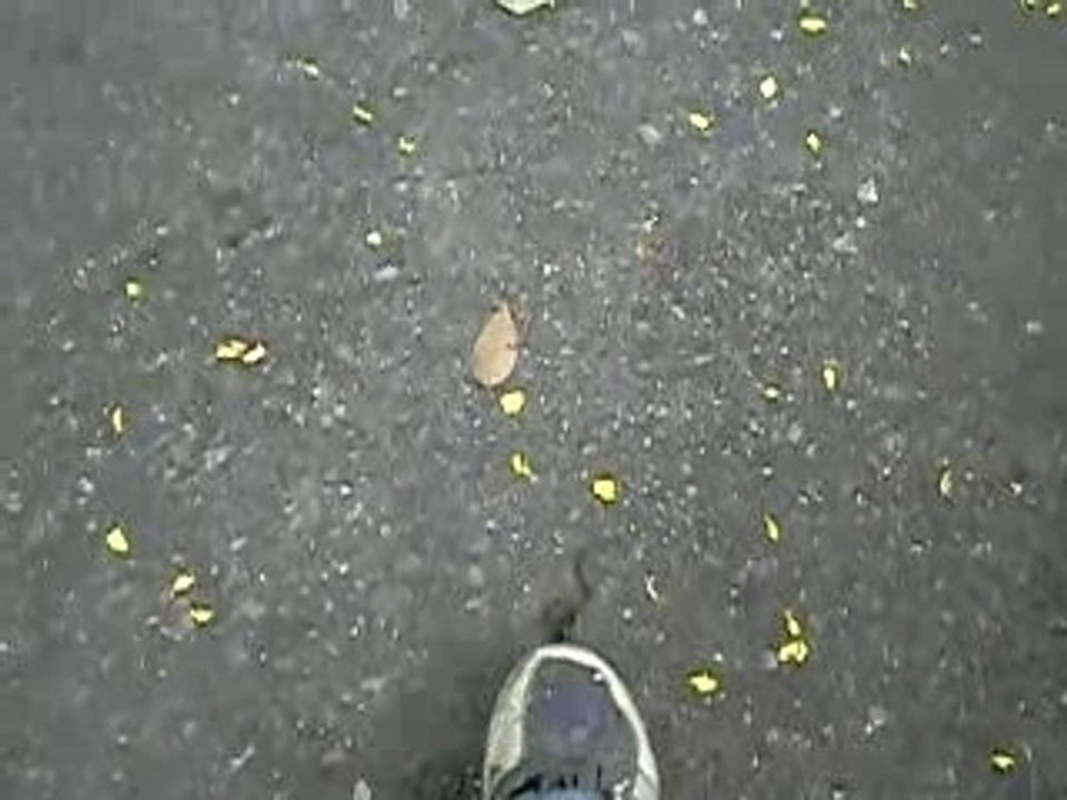 Attaque d'un mini-serpent