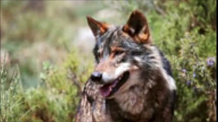 la collaboration du loup et de l' homme