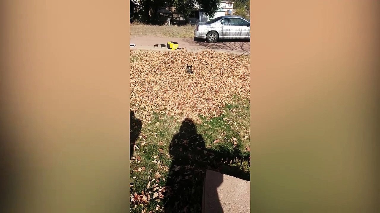 Comment perdre 2 chiens : lancer la balle dans les feuilles !