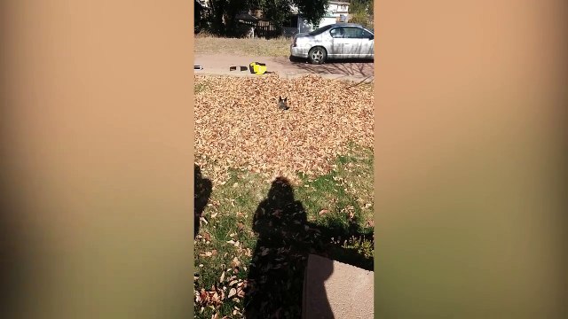 Comment perdre 2 chiens : lancer la balle dans les feuilles !