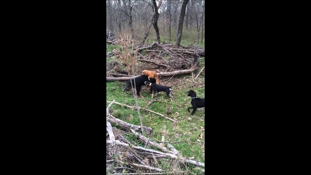 Un petit chien vicieux s'attaque à un gros