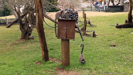world of wildlife - Lemurs of Madagascar, Ring-Tailed Lemurs