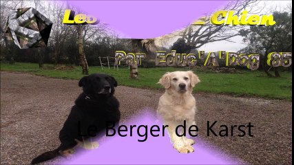 Le Berger de Karst sa fiche en vidéo