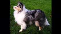Le Berger des Shetland sa fiche en vidéo