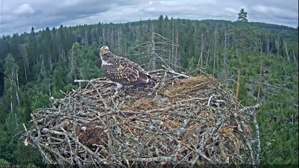 Premier envol d'un jeune aigle de son nid à des mètres de hauteur !