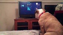 Ce chien aboie devant un film pour prévenir le personnage