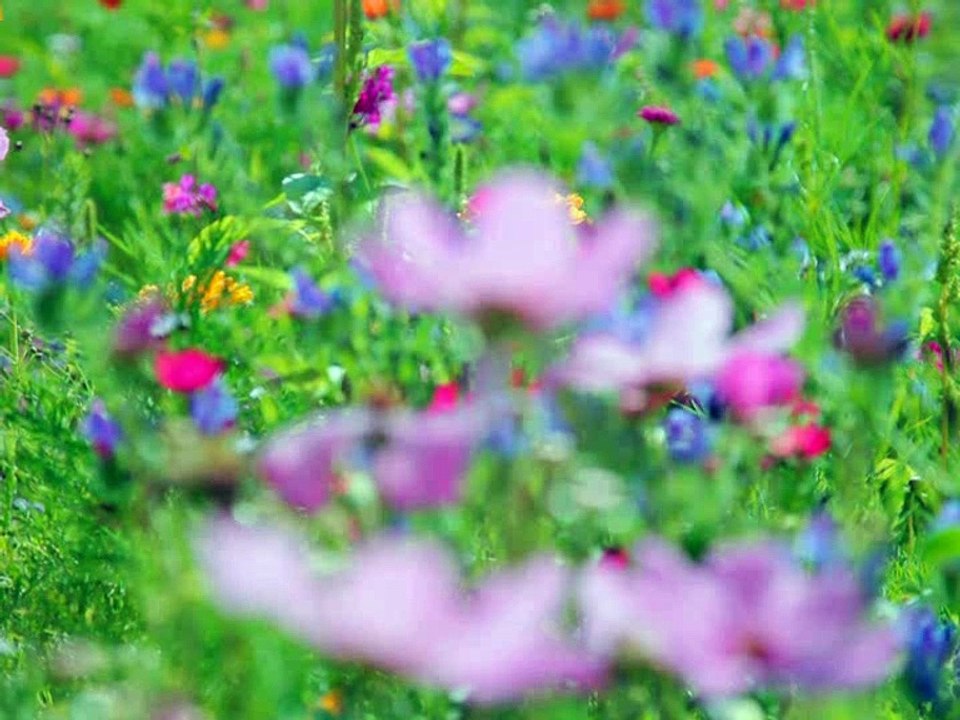 Un bouquet de fleurs au champion de l’ACVA
