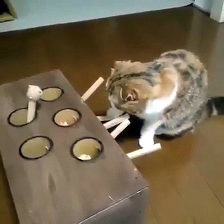 jeu de chat
