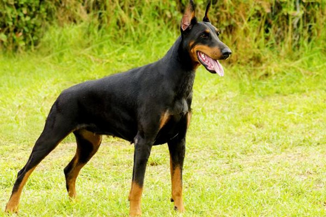 Doberman Pinscher