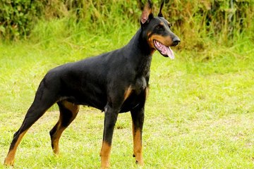 Doberman Pinscher