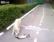funny videos - This Cat Deserves An Oscar Funny Videos at Videobash