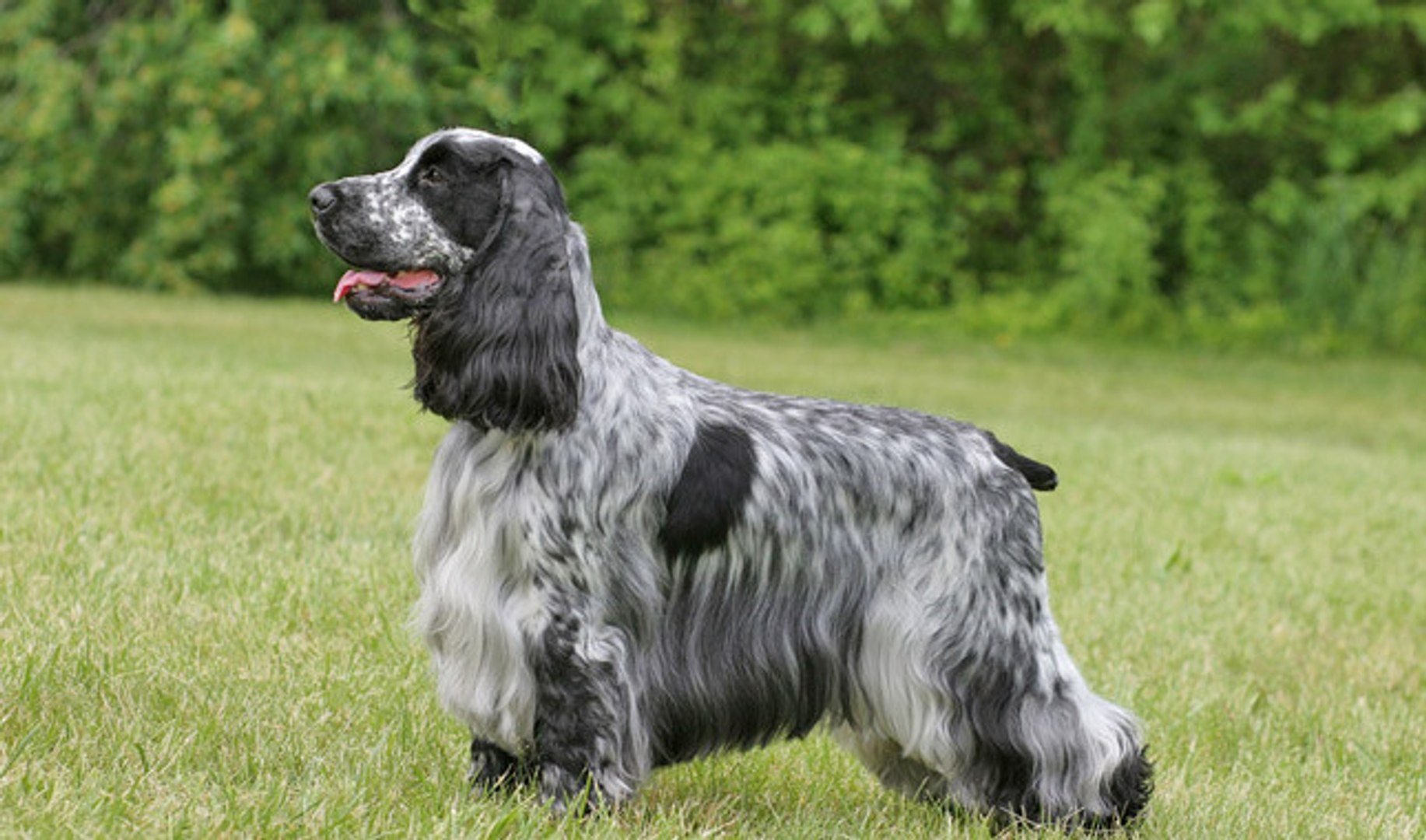 pauden english cocker spaniels