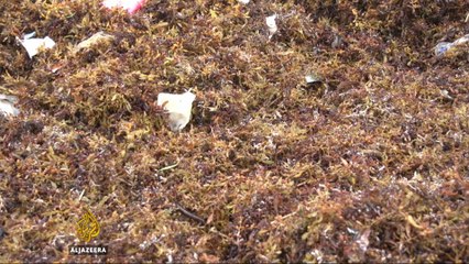 Seaweed stifles Sierra Leone's fishing industry