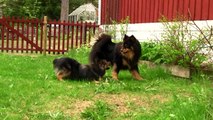 FINNISH LAPPHUND