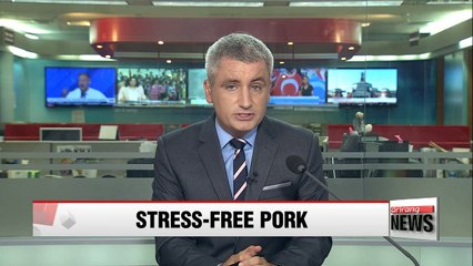 Korean 'animal welfare farm' provides pigs with creature comforts