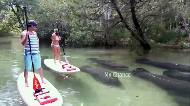 Отборные COUB'ики. Выпуск 26. The Best COUB 26