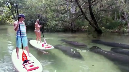 Отборные COUB'ики. Выпуск 26. The Best COUB 26