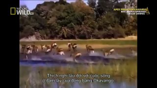 [Incredible Documentary] Wild Dogs Hunting Wildebeest   National Geographic Documentary