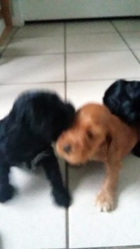 chiots cocker anglais 4 semaines