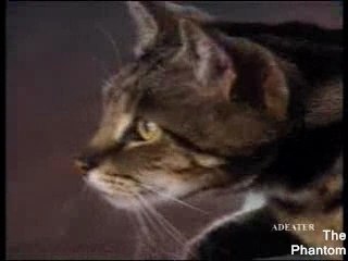 Chien attaque Chat,Humour