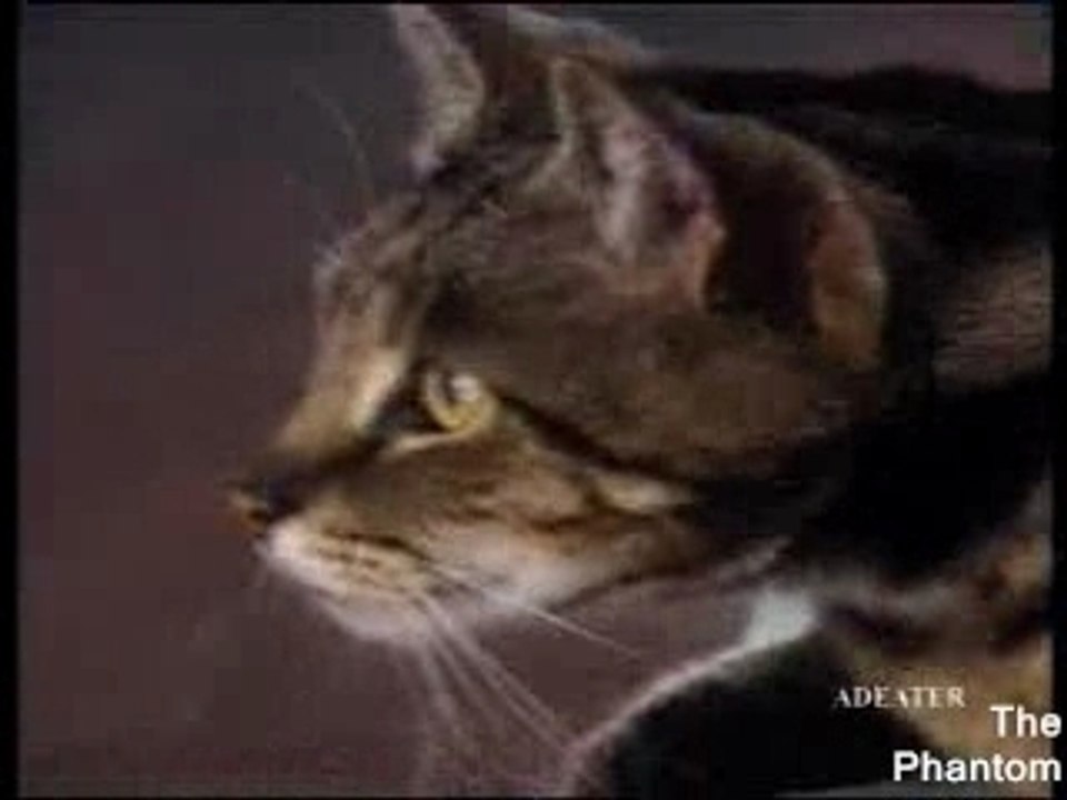 Chien attaque Chat,Humour