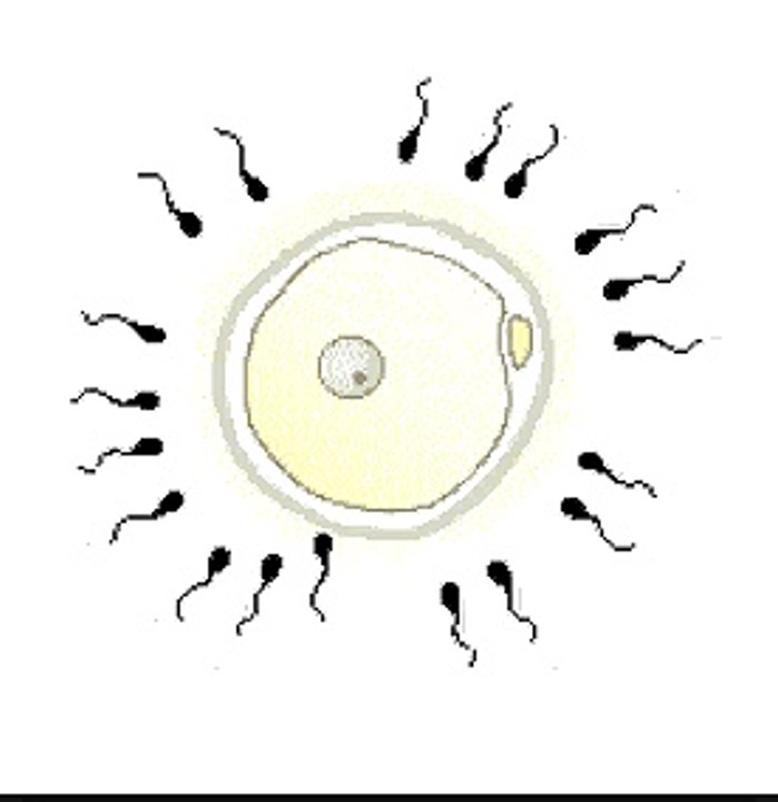 FERTILIZACION