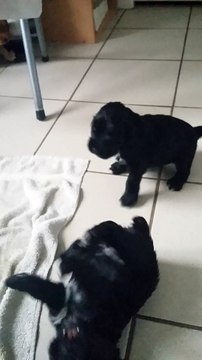 chiots cocker anglais 4 semaines