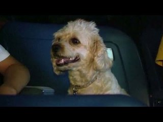 Movie goes to the dogs in Tel Aviv