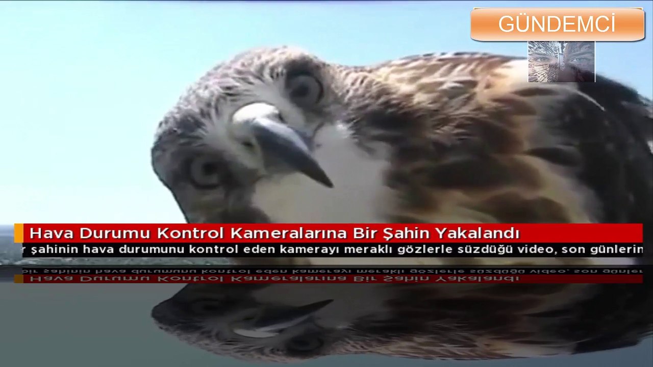 Hava Durumu Kontrol Kameralarına Bir Şahin Yakalandı
