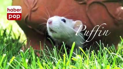 Sahibinin cüzdanını karıştıran sevimli fare #fare #belgesel