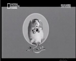 Brain Game National Geographic Channel (Hindi)