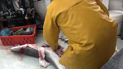 What Happened When a Man Cut the Shark