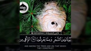 Quran recitation, Quaran e pan tilawat e quran