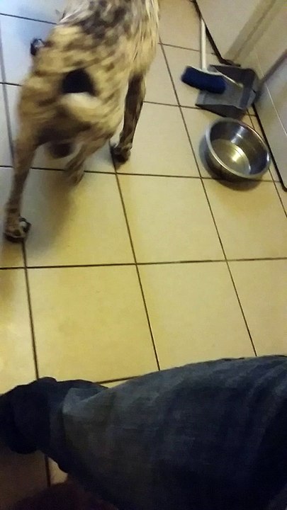 Chiots cocker anglais à 5 semaines