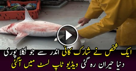 What Happened When a Man Cut the Shark