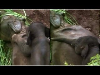 Heartbreaking video: Elephant tries to wake up dead mother