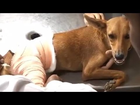 Dog thrown from three-storey building gets treatment