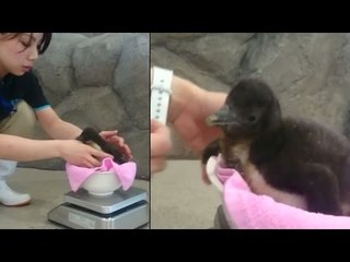 Meet the world's first penguin born via artificial insemination