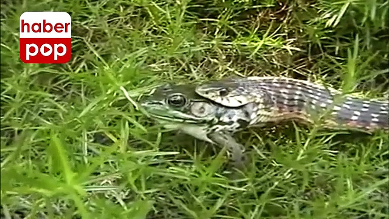 Kurbağayı yılanın ağzından arkadaşı kurtardı #yılan #kurbağa