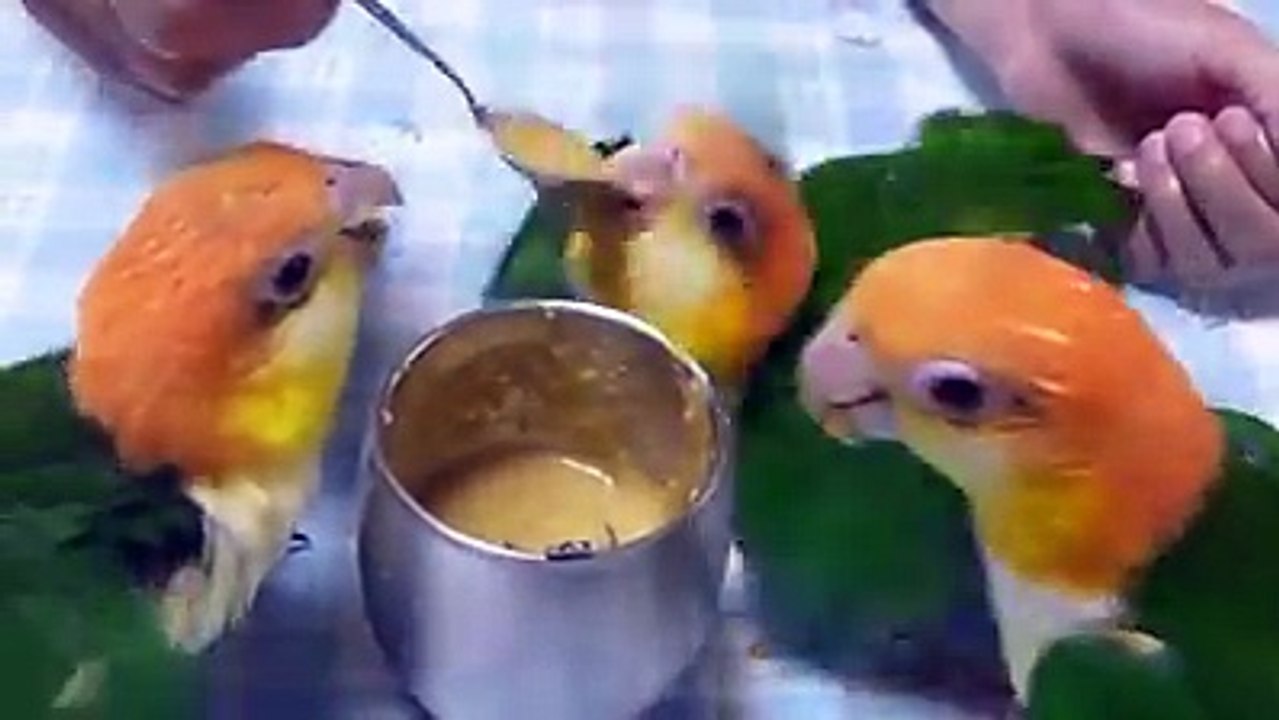 birds hand feed