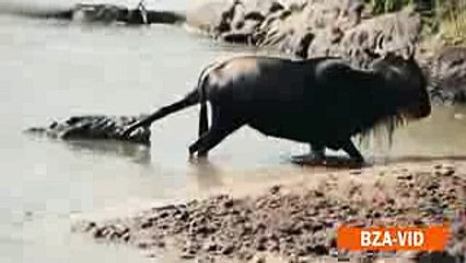 Thor vs. huge crocodile | Struggle for survival