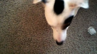 Spud the jack russell terrier dog chewing an ice cube
