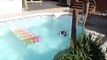 pitbull dog swim underwater !